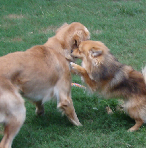 Pomeranian and 2024 golden retriever